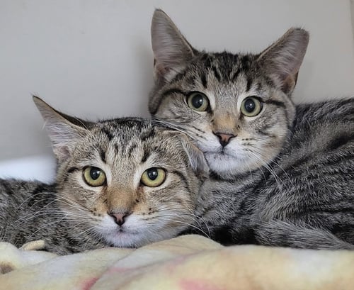 KITTEN BROTHERS RAAB AND DICO - Domestic Short Hair / Tabby available for adoption