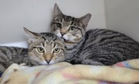 Kitten Brothers Raab and Dico - Photo 3