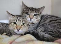 Kitten Brothers Raab and Dico - Photo 2