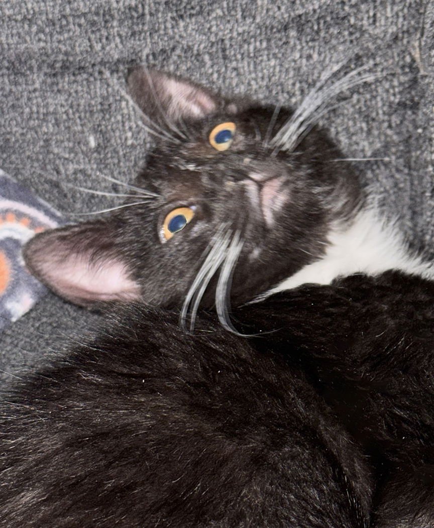 KITTEN LOUIS ("LOUIE") - Domestic Short Hair available for adoption