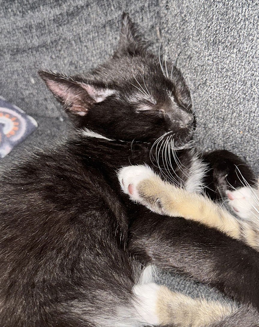 KITTEN LOUIS ("LOUIE") - Domestic Short Hair available for adoption