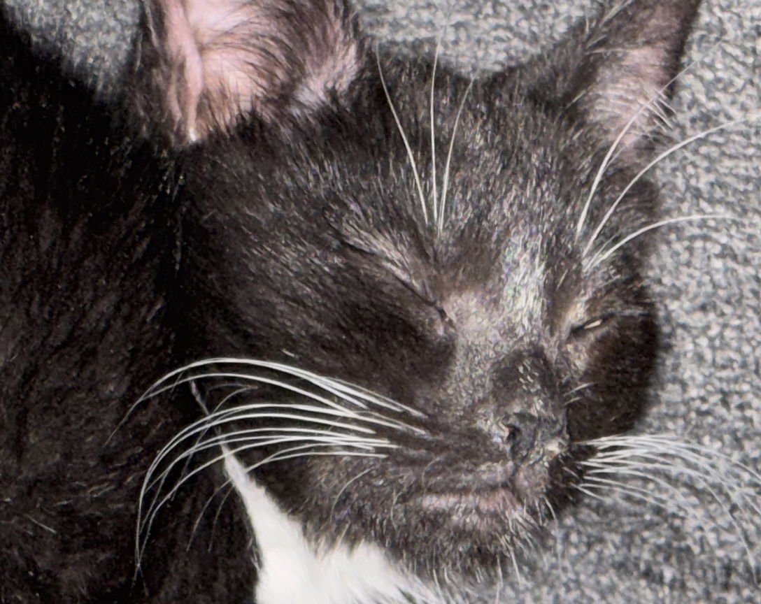 Kitten Louis ("Louie") - Photo 3