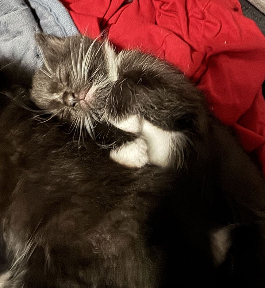 Kitten Louis ("Louie") - Photo 4