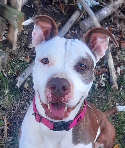 HONEY - American Pit Bull Terrier available for adoption