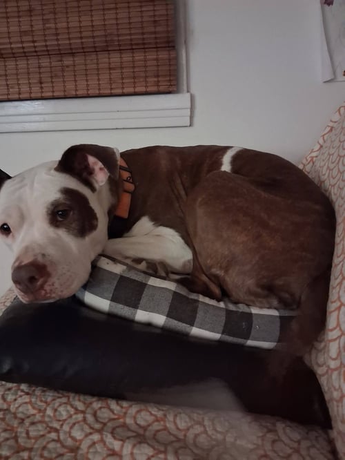 HONEY - American Pit Bull Terrier available for adoption