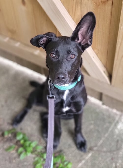 ANGIE *VIDEO* NEEDS FOSTER - Labrador Retriever / German Shepherd Dog available for adoption
