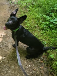 Angie *Video* Needs Foster - Photo 4