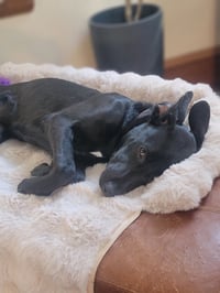 Angie *Video* Needs Foster - Photo 3