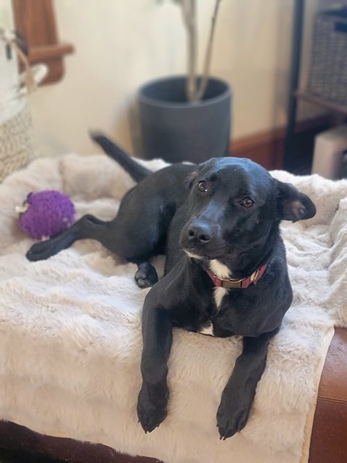 ANGIE *VIDEO* NEEDS FOSTER - Labrador Retriever / German Shepherd Dog available for adoption