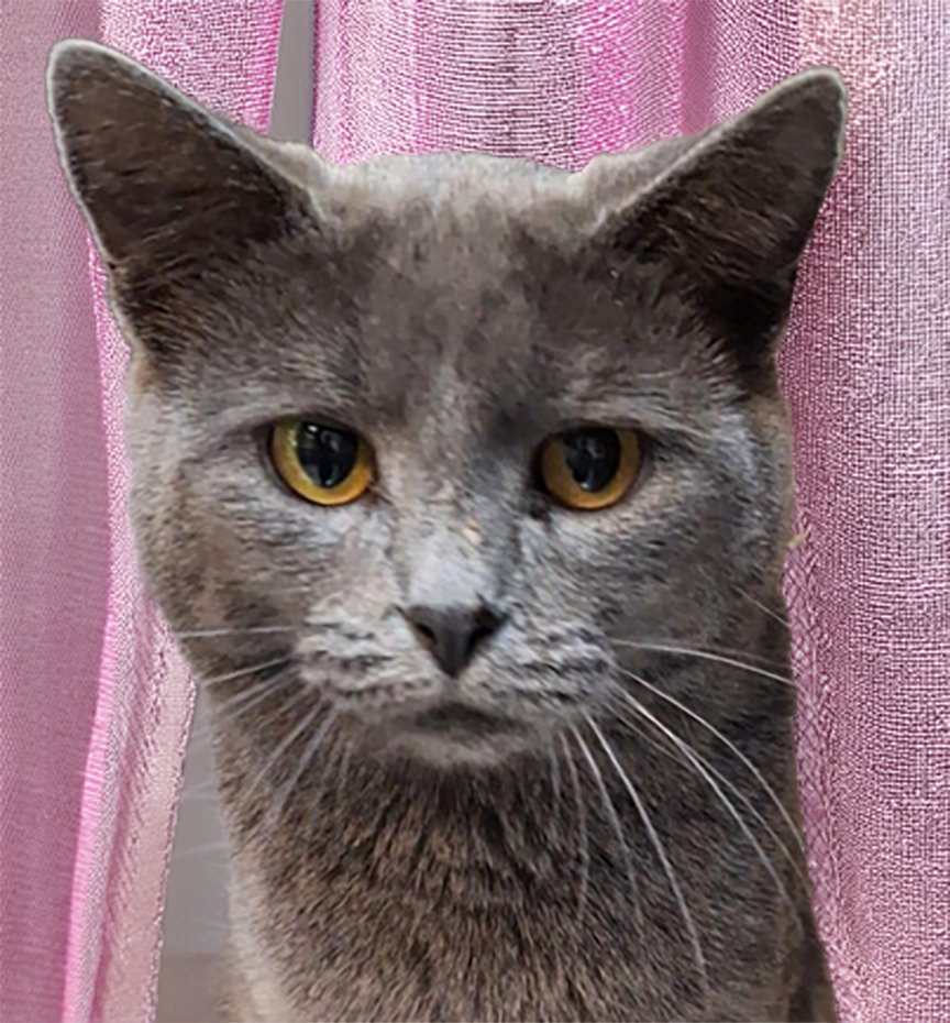 MOND AT MONTROSE PETSMART! - Russian Blue / Domestic Short Hair available for adoption