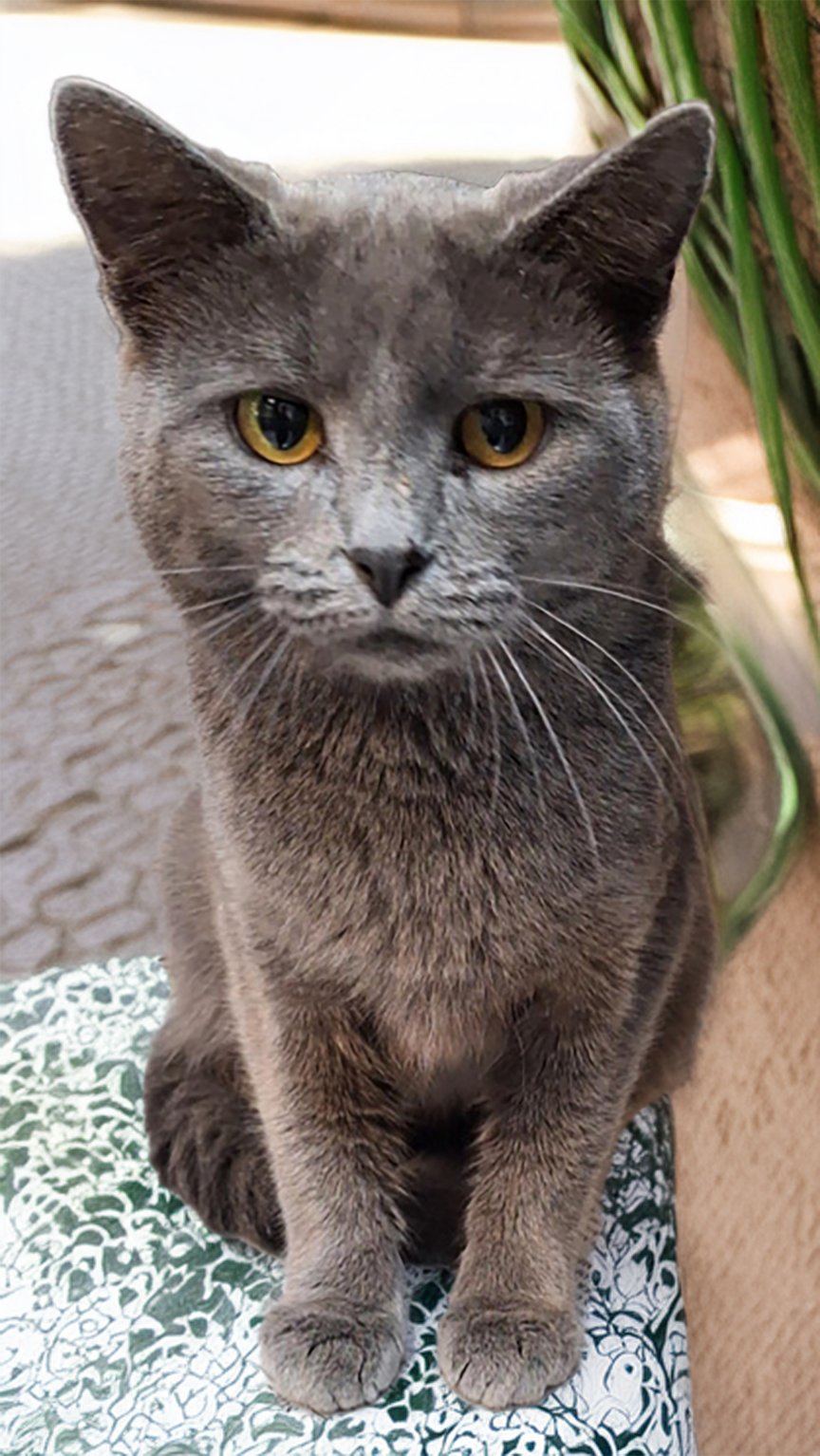 MOND AT MONTROSE PETSMART! - Russian Blue / Domestic Short Hair available for adoption