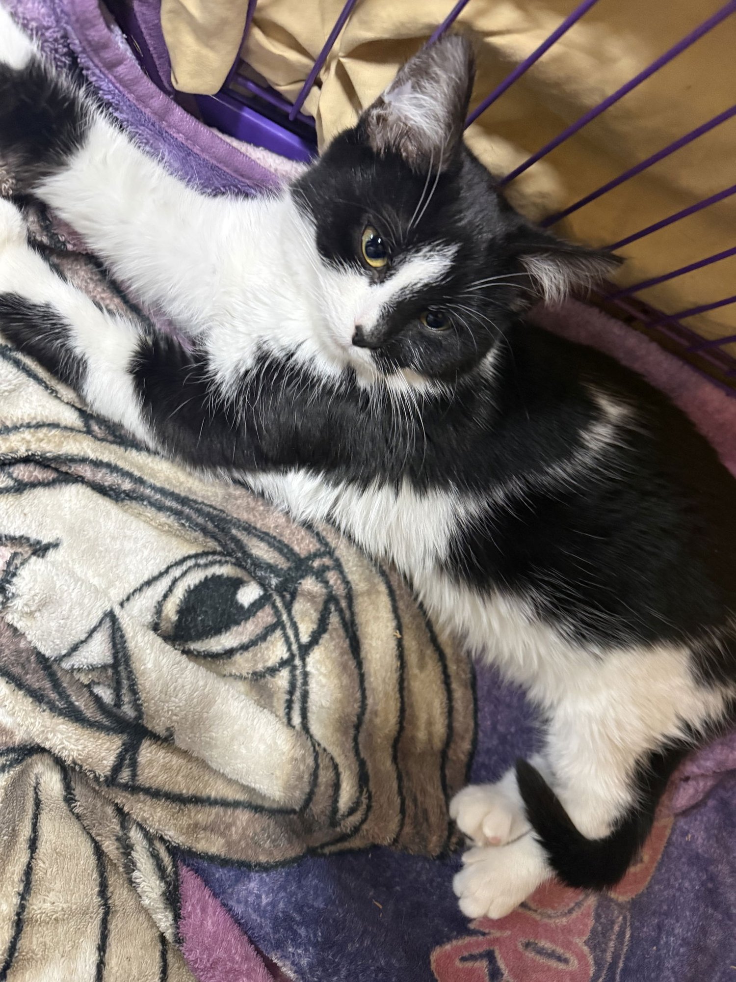 KITTEN SATIN - Domestic Short Hair available for adoption