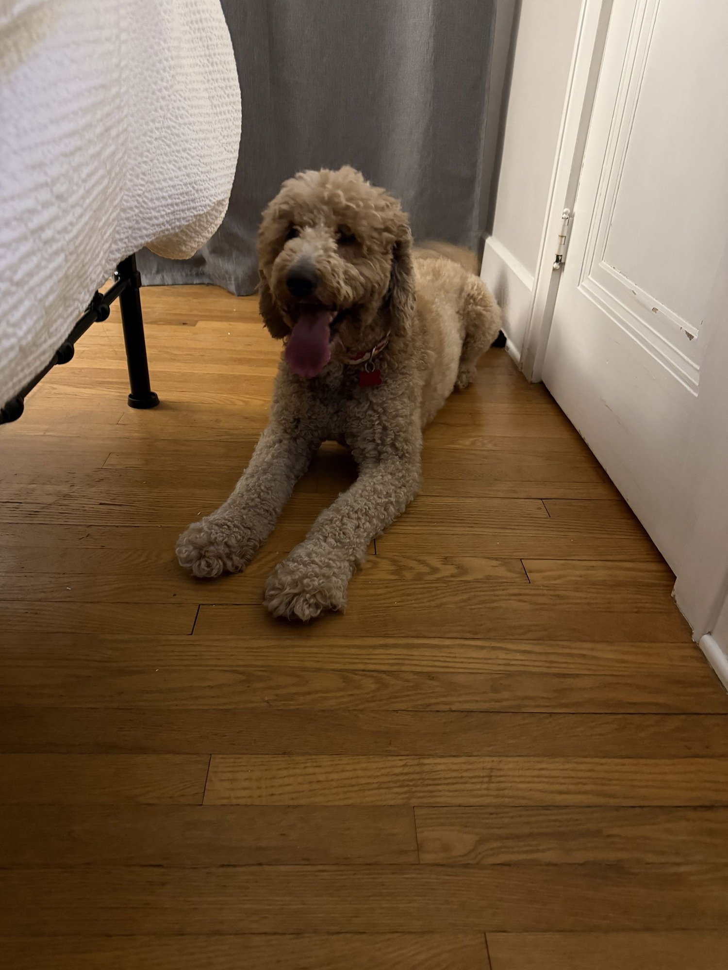 ASTRO- PENDING ADOPTION - Golden Retriever / Poodle (Standard) available for adoption