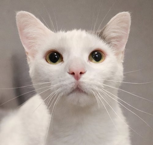 ELMYRA - Domestic Short Hair available for adoption