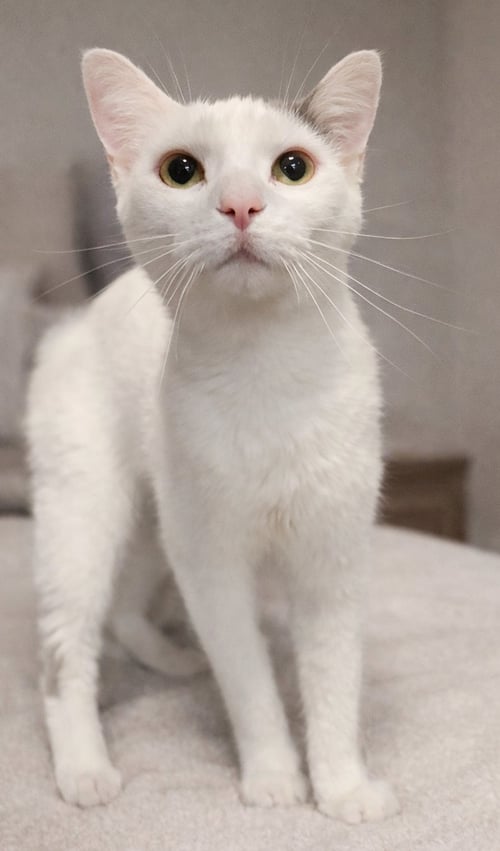 ELMYRA - Domestic Short Hair available for adoption