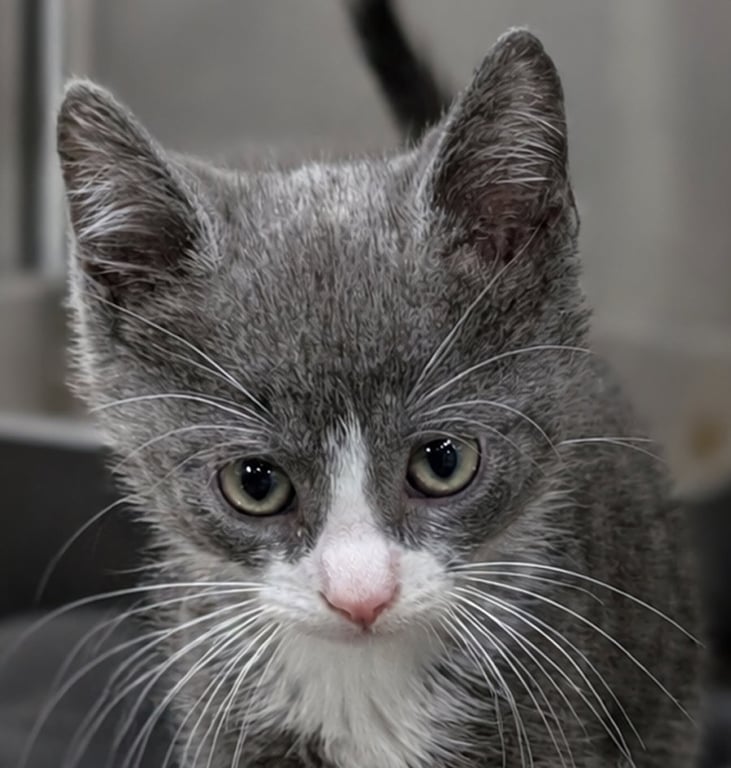 Kitten Calamity Image