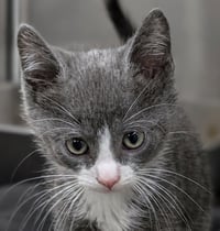 Kitten Calamity - Photo 1