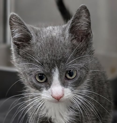 KITTEN CALAMITY