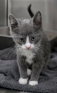 Kitten Calamity - Photo 3
