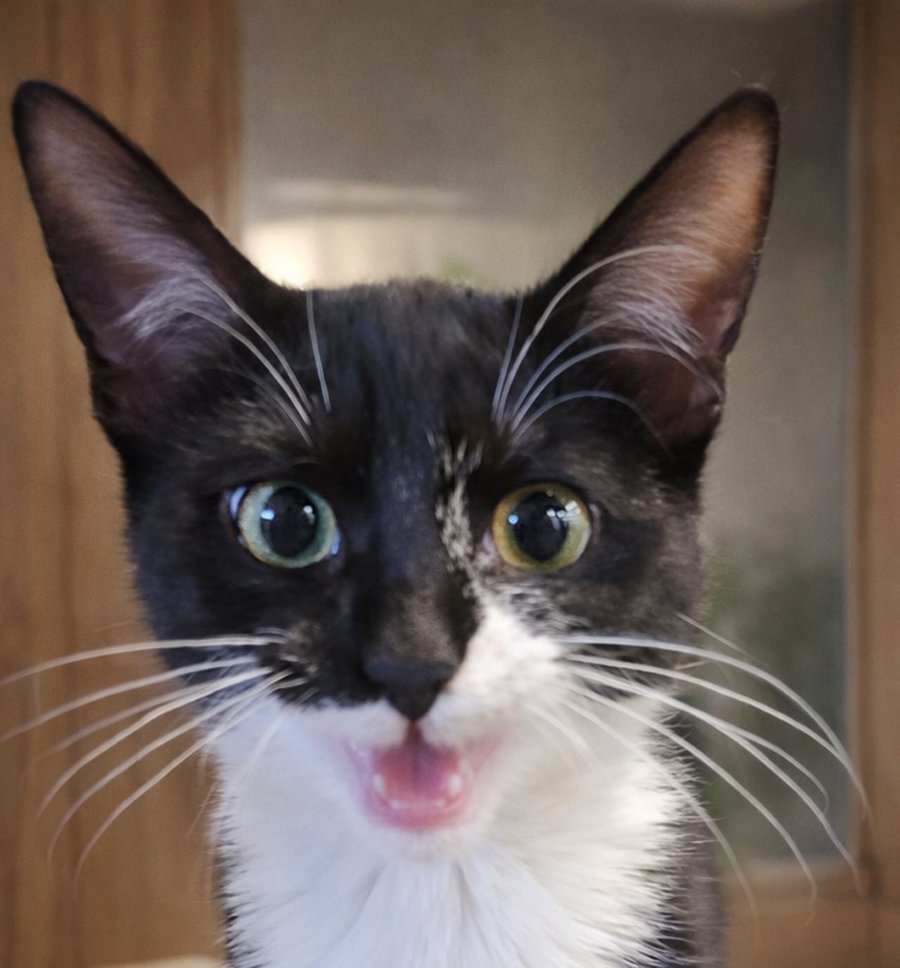 KITTEN PLAYDOH - Domestic Short Hair available for adoption