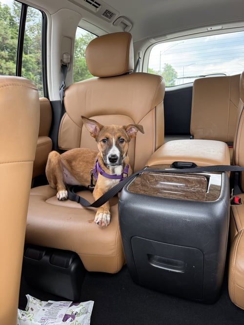 PUPPY  MANGO - Collie available for adoption