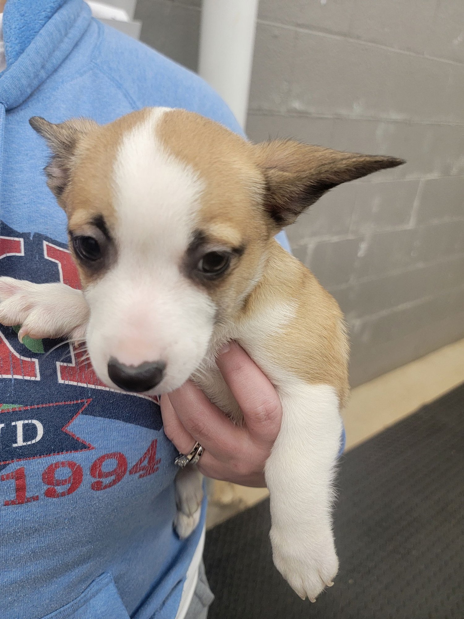 RUBY - CORGI MIX PUPPY - Corgi available for adoption