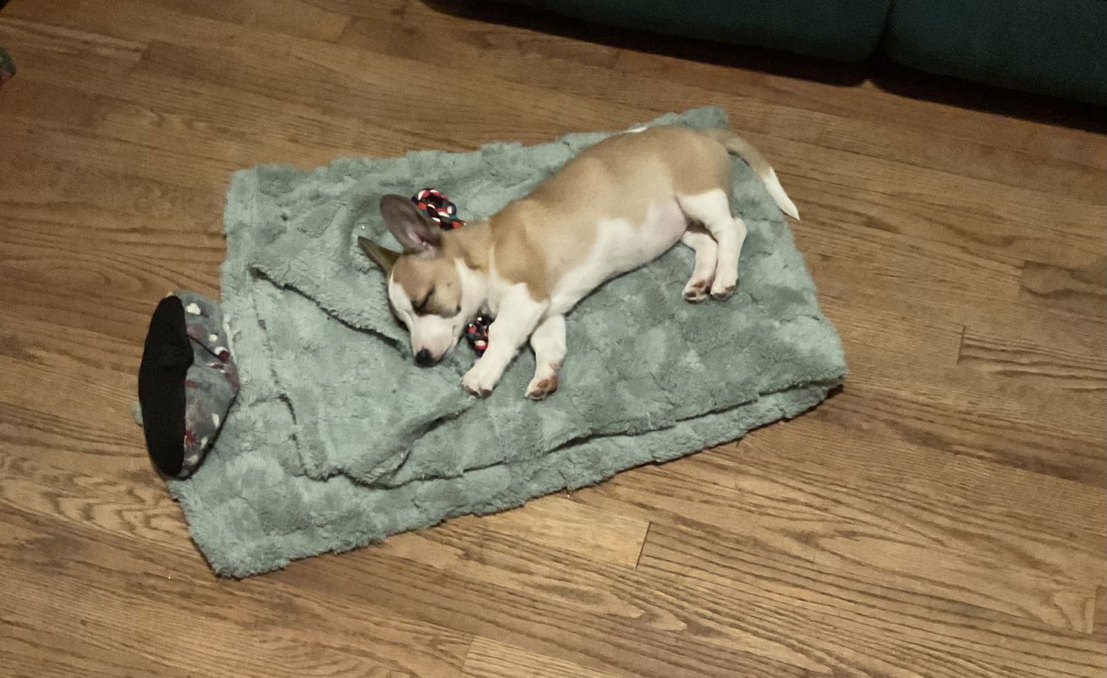 RUBY - CORGI MIX PUPPY - Corgi available for adoption