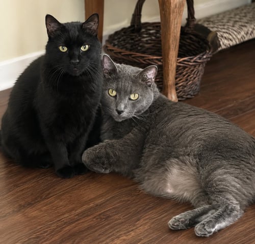 "JULIAN AND TURBO"  HELP (VIDEO) - Domestic Medium Hair available for adoption