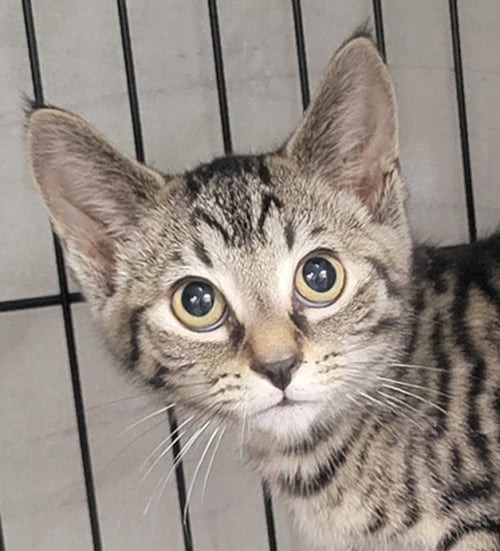 KITTEN FOLDER - Tabby / Domestic Short Hair for adoption in Akron