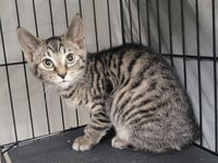 Kitten Folder - Photo 2