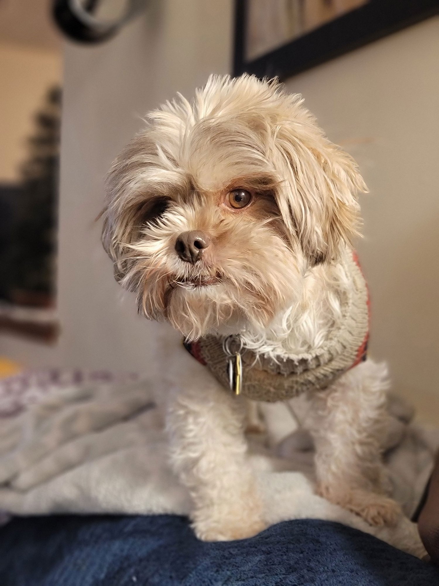 CHARLIE - Bichon Frise / Yorkshire Terrier Yorkie available for adoption