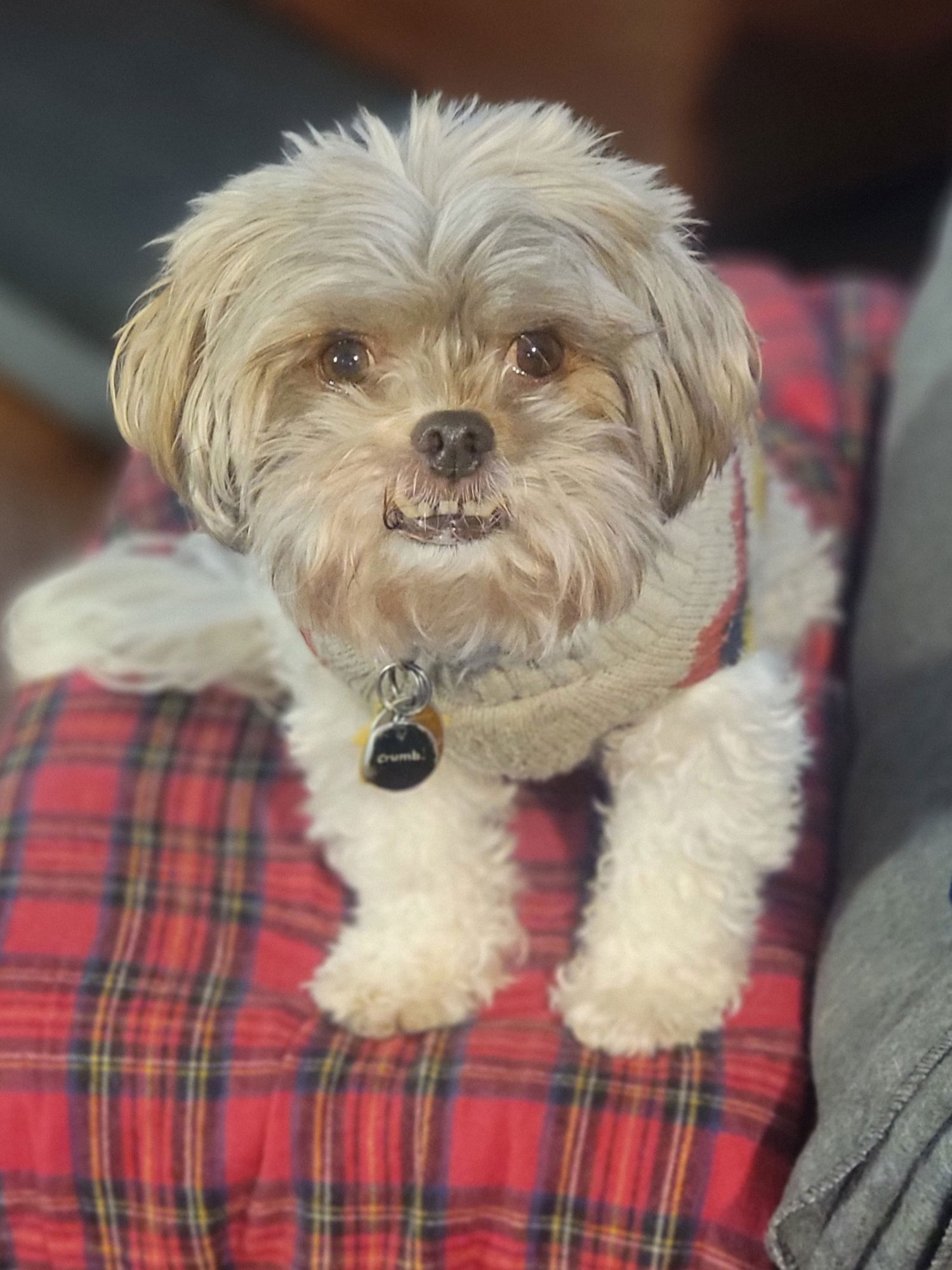 CHARLIE - Bichon Frise / Yorkshire Terrier Yorkie available for adoption