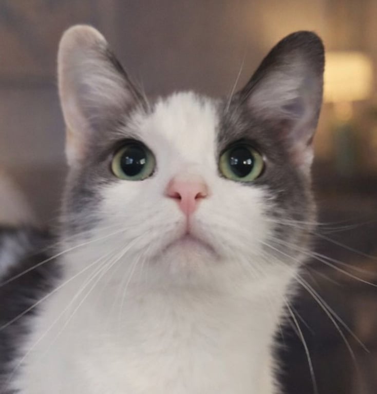 Gogo at Montrose Petsmart! Image