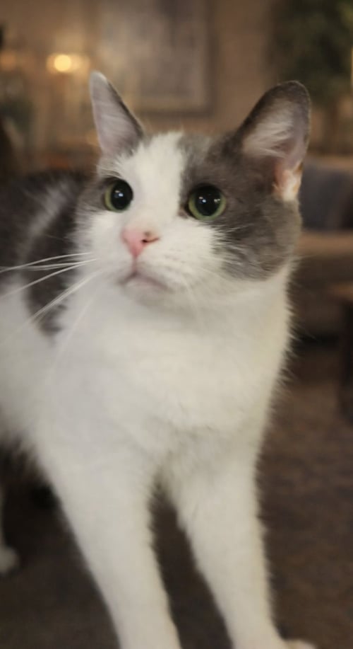 GOGO AT MONTROSE PETSMART! - Domestic Short Hair available for adoption