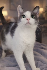 Gogo at Montrose Petsmart! - Photo 4