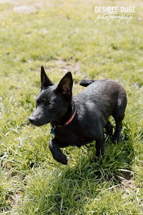 GLORY PUPPY - Chihuahua / Border Collie available for adoption