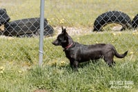 Glory Puppy - Photo 2