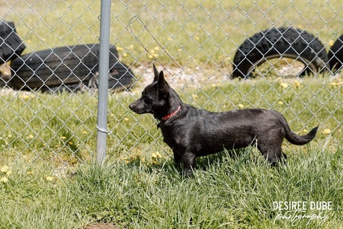 GLORY PUPPY - Chihuahua / Border Collie available for adoption