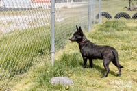 Glory Puppy - Photo 3