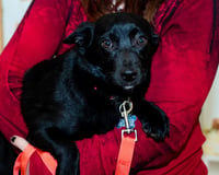Glory Puppy - Photo 4
