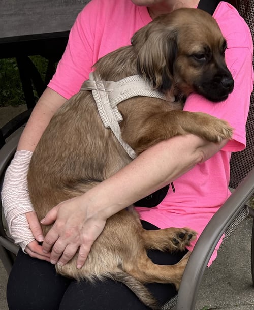 CUDDLE BUG DIZZY - Dachshund available for adoption