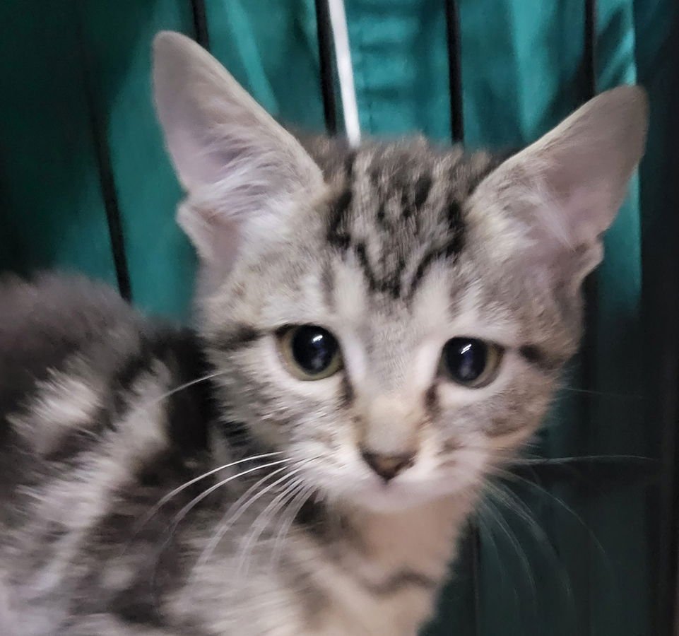 KITTEN CHUTNEY - Domestic Short Hair / Tabby available for adoption