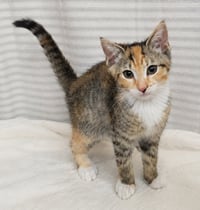 Kitten Yasso - Photo 2