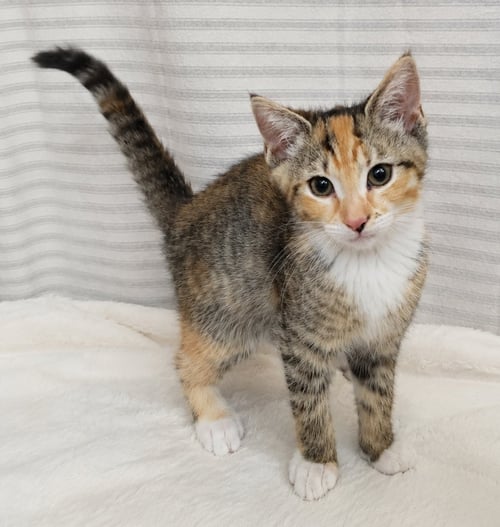 KITTEN YASSO - Tabby / Calico available for adoption