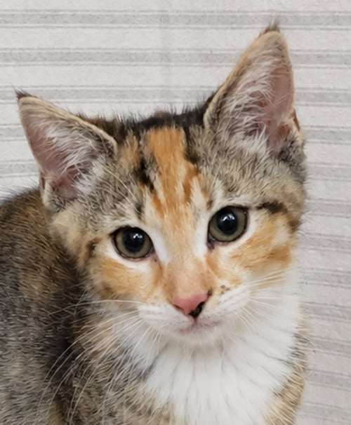 KITTEN YASSO - Tabby / Calico for adoption in Akron