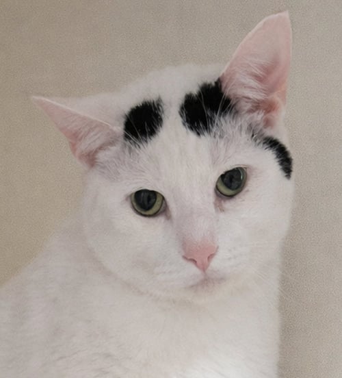 HAMPTON - Domestic Short Hair available for adoption