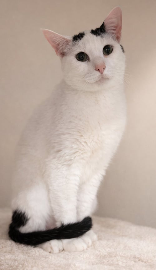 HAMPTON - Domestic Short Hair available for adoption