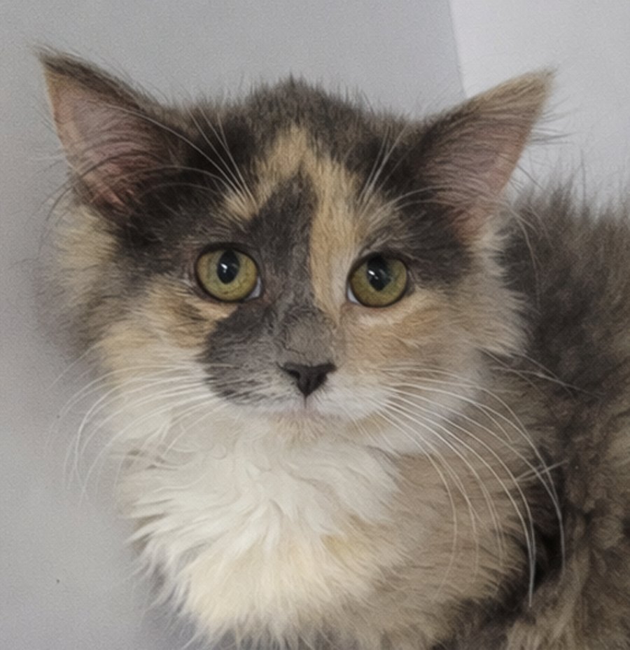 KITTEN THIEN - Dilute Calico / Domestic Long Hair available for adoption