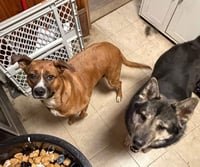 **COURTESY POST** Bonded Pair Lala and Moses - Photo 1