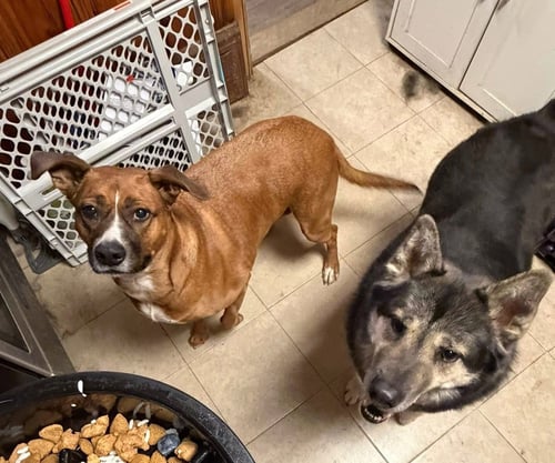 **COURTESY POST** BONDED PAIR LALA AND MOSES - Boxer / Husky available for adoption